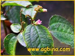 Image result for Calvoa orientalis