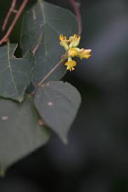 Image result for Rhynchosia elegans