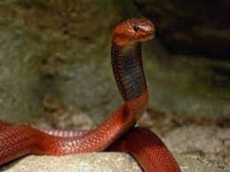 Pin On Snake