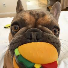 California french bulldog rescue group directory. Happy Customers San Diego Bullies
