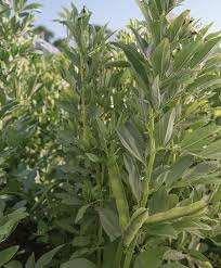 1500 x 2000 jpeg 580 кб. Growing Fava Beans How To Sow Care For Harvest Johnny S Selected Seeds