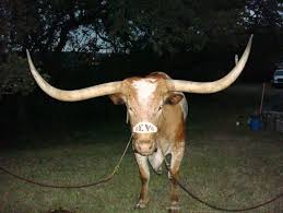 A To Z The Usa Texas State Mammal Bevo Visit Texas Mascot