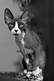 trece loves you sphynx cat sphynx pinterest sphynx animales und gatos