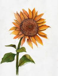 Sunflower Drawing Sunflower Drawing Sunflower Sketches Flower Drawing