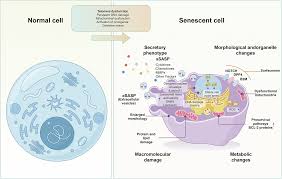 The role of cellular senescence in cardiovascular disease | Cell Death  Discovery