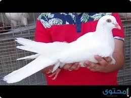 اما اسعار الشباب للحمام الاحم الفرنسي يكون حسب عدد الريش. Ø£Ù†ÙˆØ§Ø¹ Ø§Ù„Ø­Ù…Ø§Ù… Ø§Ù„Ø±ÙˆÙ…ÙŠ ÙˆØ§Ø³Ø¹Ø§Ø±Ù‡ Ù…ÙˆÙ‚Ø¹ Ù…Ø­ØªÙˆÙ‰