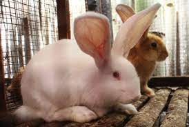 Sebab, kelinci ini justru berasal dari amerika serikat (as) hasil persilangan dengan jenis flemish giant.bobot new zealand white bisa mencapai 5,5 kilogram. Prospek Cerah Giant Kelinci Jenis Flame Dan New Zealand Warta Kelinci