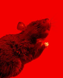 Check spelling or type a new query. Man V Rat Could The Long War Soon Be Over Science The Guardian