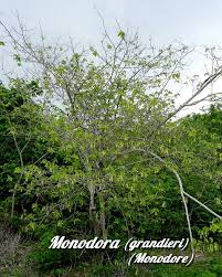 Image result for Monodora grandidieri