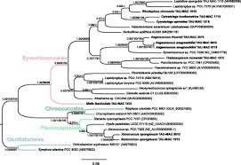 111/2018 pentru modificarea şi completarea. Revealing New Sponge Associated Cyanobacterial Diversity Novel Genera And Species Sciencedirect