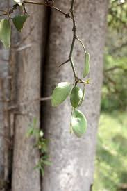 Image result for Balanites maughamii