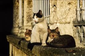 Sabah Gunesinin Keyfini Cikaran Miskin Kedi Elanhotelistanbul Istanbul Cat Catsofistanbul Lazycat Beautiful Cats Cat Photography I Love Cats