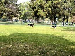 Opening & closing timings, parking options, restaurants nearby or what to see on your visit to el dorado park south end? El Dorado Park Dog Park 7550 E Spring St Long Beach Ca 90815 Usa