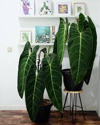 Philodendron Melanochrysum My What Big Foliage You Have Plants Indoor Plants Planting Flowers