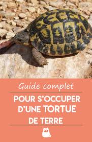 Comment S Occuper D Une Tortue De Terre Nourriture Terrarium En 2020 Tortue De Terre Tortue Alimentation Tortue