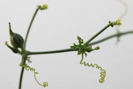 Image result for Kedrostis foetidissima