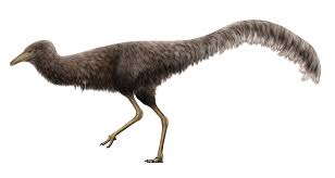 Image result for Monotes magnificus