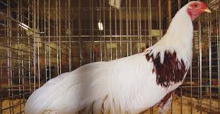 Maybe you would like to learn more about one of these? About Yokohama Chickens Lawn Ornaments For The Adventurous Farmer