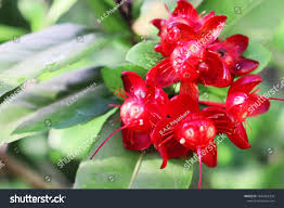 Image result for Cleistanthus