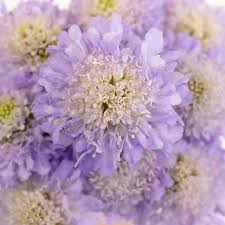 Image result for Scabiosa