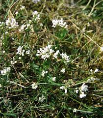 Image result for Kohautia cynanchica