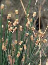 Image result for Eleocharis geniculata