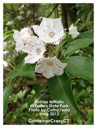 There are mountain laurel shrubs growing both domestically and in the wild from in full bloom for only two months of the year, the state flower is still the most striking image of the spring throughout connecticut. Mountain Laurels If You Want Blooms Give It Some Sun Container Crazy Ct