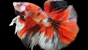 12 familia dan 24 genus. Mengenal Ikan Cupang Koi Ikan Hias Cantik Yang Tidak Ditemukan Di Alam Liar Portal Jember
