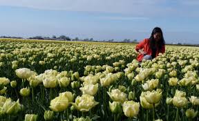 Bangunan ini telah dibina pada tahun 537 sebelum masihi. Bunga Tulip Bukan Asli Belanda Lho Dari Mana