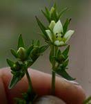 Image result for Swertia usambarensis