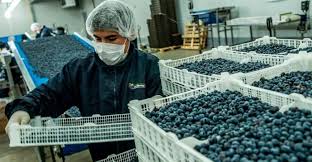 Perú exportó 228 000 TM de arándanos por $1880 millones en la campaña 2023-2024