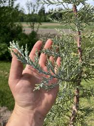 Image result for Juniperus