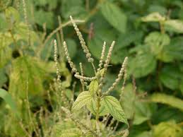 Image result for Boehmeria macrophylla