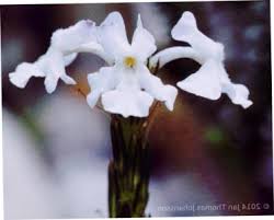 Image result for Chascanum