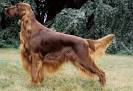 Irish Setter Puppies for Sale from Reputable Dog Breeders