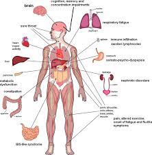 The human body can be divided into the head, trunk, hands, and legs. The Involvement Of Human Body Organs In Chronic Fatigue Syndrome Download Scientific Diagram