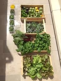 Pin By Terre De Monaco On Notre Potager Du Monte Carlo Bay Plants Monte Carlo Bay