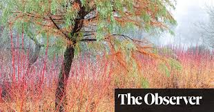 Buy cornus sanguinea 'midwinter fire' dogwood: Gardens Dogwood Days Gardening Advice The Guardian