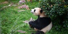 Expats Seek Jobs Like Panda Feeder For Tv Show Panda Panda Bear Tv Shows