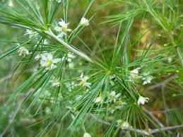 Image result for Asparagus laricinus