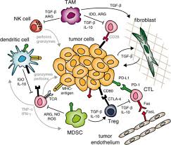 malignant mesothelioma early detection, diagnosis, and staging cancer.org | 1.800.227.2345 detection and diagnosis finding cancer early, when it&#x27;s small and before it has spread, often allows for more treatment options. New Opportunities For Nanoparticles In Cancer Immunotherapy Biomaterials Research Full Text