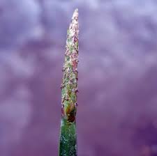 Image result for Eleocharis limosa