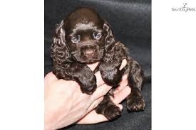 In fact, today, many working cockers are still brown/liver coloured. Cocker Spaniel For Sale Cocker Spaniel Puppies Cocker Spaniel For Sale Puppies