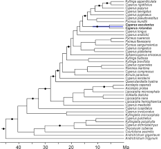 Image result for Kyllingiella microcephala