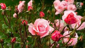 Manfaat bunga mawar yang pertama adalah dapat mengatasi mata lelah atau mata panda. Tidak Hanya Wangi Ini Manfaat Bunga Mawar Untuk Kecantikan Fashion Beauty Liputan6 Com