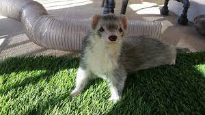Use Artificial Grass Samples To Give Your Ferret Some Tactile Enrichment Ferret Animals Artificial Grass