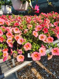 Image result for calibrachoa million bells