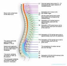 Backbone views are initialized in a method called initialize. 170 Spinal Cord Ideas Spinal Cord Spinal Human Spine