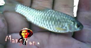 Memancing Ikan Wader Beunteur Paray Bahasa Sunda
