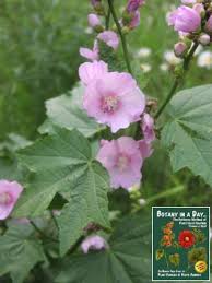 (it's slightly slimy, and can be used these are not the same as marsh mallows (althaea officinalis), which are the original source of marshmallows, the confection, but both are in the family malvaceae. Malvaceae Mallow Family Identify Plants Flowers Shrubs Trees